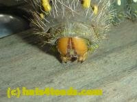 /home//u458753944/public_html/sourcegallery////////////////Insects and small critters/butterflies and moths (Lepidoptera)/P1100272.JPG